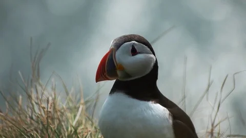 Atlantic Puffins in rocks Stock Footage 80130310