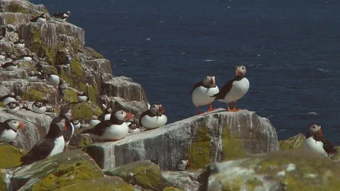 Atlantic puffins on the rocks in the UK Stock Footage 98350823