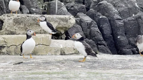 Atlantic Puffins on Rocky Coastal Ledge Stock Footage 336546009