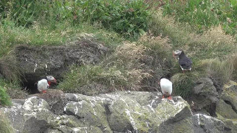 Atlantic Puffins stand on cliffs edge outside nesting hole cleaning feathers Video stock 136890926