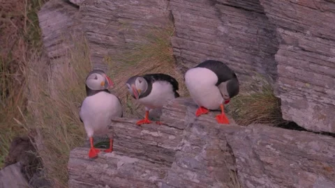 Atlantic puffins standing and interacting on a rocky coastal cliff 動画素材 345657023
