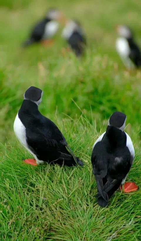 Atlantic puffins standing in the green grass on a coastal cliff 스톡 동영상 336033264