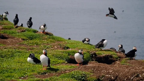 Atlantic puffins on the Treshnish Isles Stock Footage 87809935