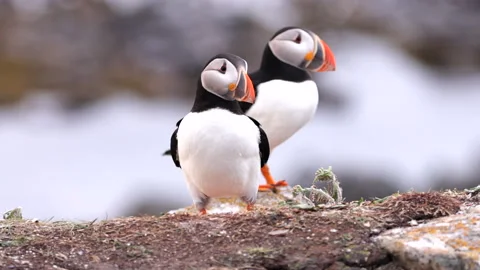 Atlantic Puffins walking on a cliff in summer in Newfoundland, Canada Stockbeeldmateriaal 168766357