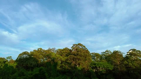 Atlantic rainforest and blue sky with clouds Stock Footage 166327067