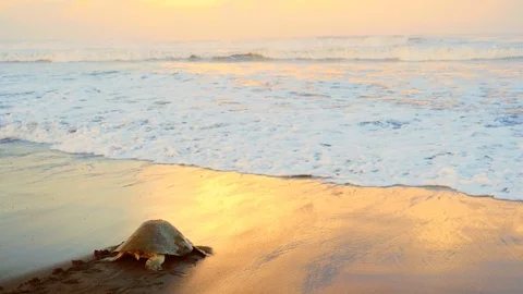 Atlantic ridley sea turtle back to the sea after spawning at sunset Stock Footage 92760887