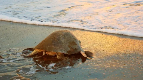 Atlantic ridley sea turtle back to the sea after spawning at sunset Stock Footage 92761875