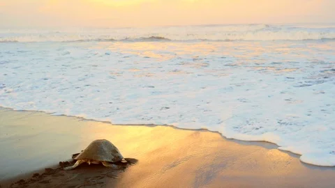 Atlantic ridley sea turtle back to the sea after spawning at sunset Stock Footage 92763697