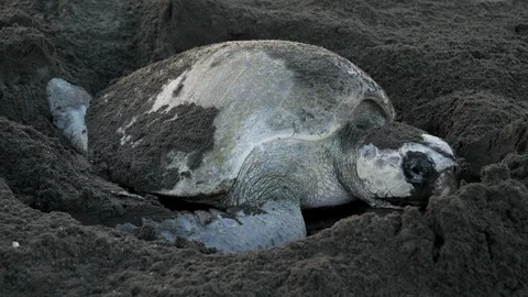 Atlantic ridley sea turtle spawning on a tropical beach Stock Footage 92763235