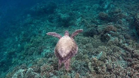Atlantic ridley sea turtle swimming in the coral reef Stock Footage 100088906