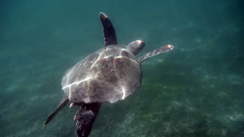 Atlantic Ridley sea turtle swimming in the coral reef Stock Footage 105582880