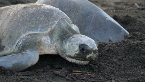 Atlantic ridley sea turtles spawning on ... | Stock Video | Pond5