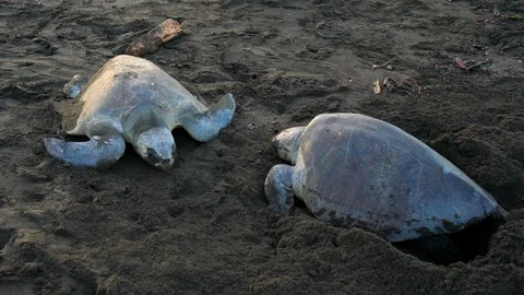 Atlantic ridley sea turtles spawning on a tropical beach Stock Footage 92763662