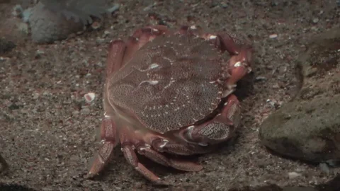 Atlantic Rock crab also called Cancer irroratus Video stock 100922653