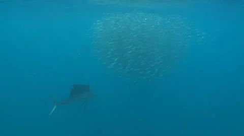 ATLANTIC SAILFISH - HUNTING SARDINE BAIT BALLS Stock Footage