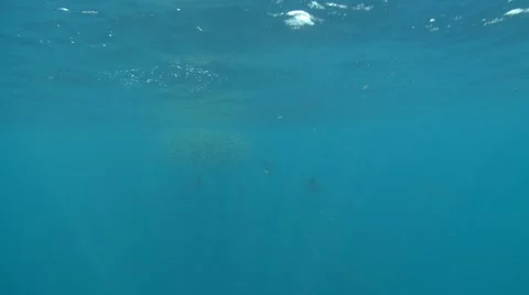 ATLANTIC SAILFISH - HUNTING SARDINE BAIT BALLS Stock Footage