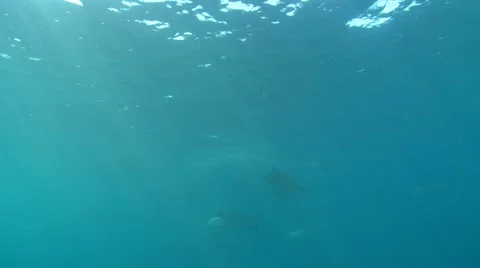 ATLANTIC SAILFISH - HUNTING SARDINE BAIT BALLS Stock Footage