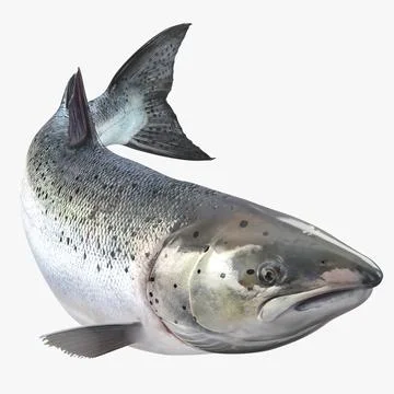 Atlantic Salmon Fish Swimming Pose 3D Model