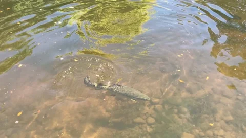 Atlantic salmon 動画素材 237700025