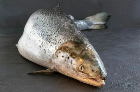 Atlantic salmon on a gray background. close up Stock Photos