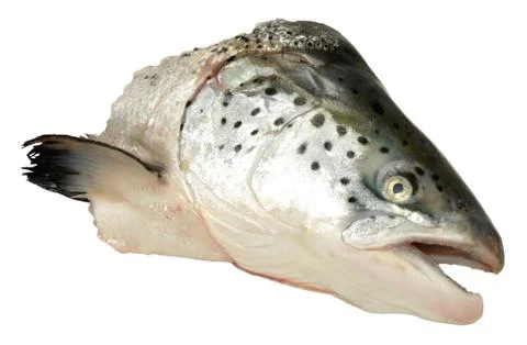 Atlantic Salmon Head Stock Photos