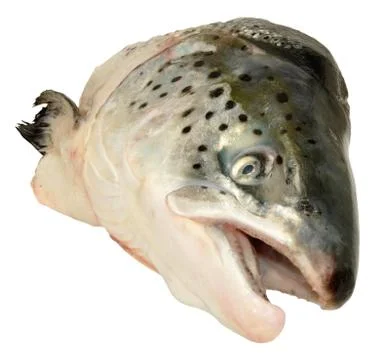 Atlantic Salmon Head Stock Photos