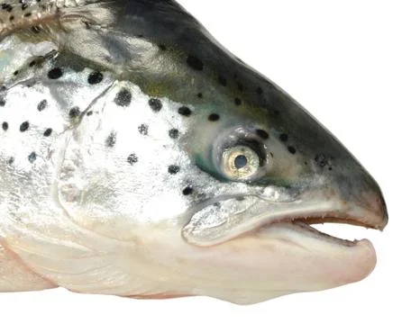 Atlantic Salmon Head Stock Photos