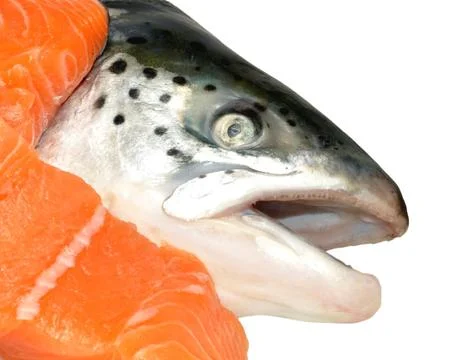 Atlantic Salmon Head Stock Photos