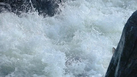 Atlantic Salmon jumping high and far up in a river in Norway. Super slow Stock Footage 116011935