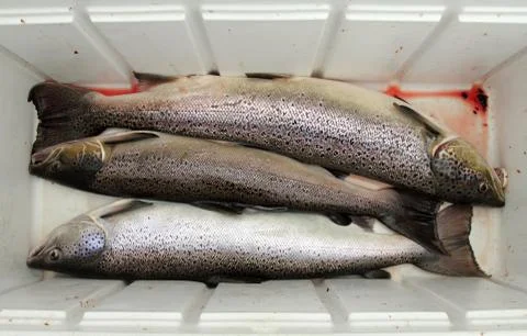Atlantic salmon Stock Photos