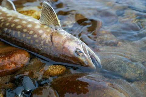 Atlantic salmon Stock Photos