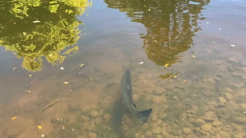Atlantic salmon in a river 動画素材 237700028