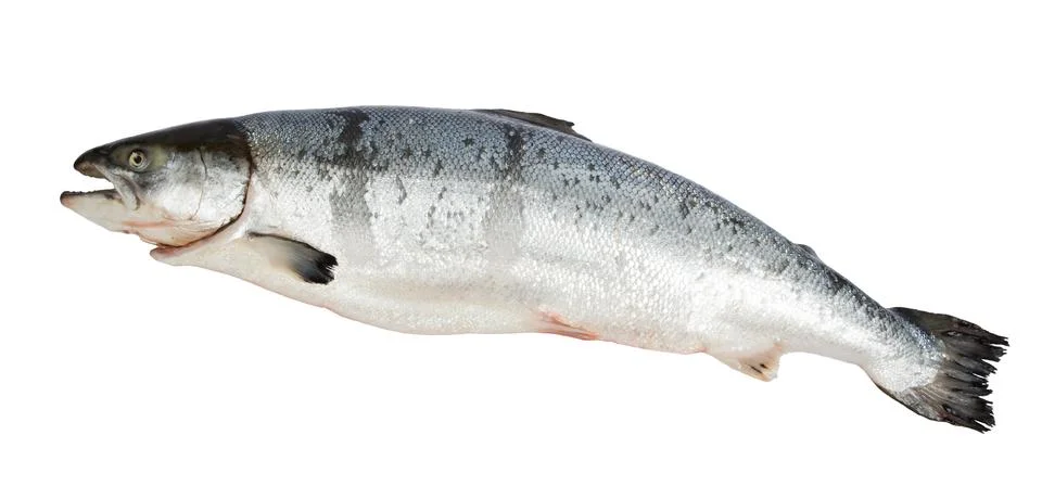 Atlantic salmon salmo Stock Photos