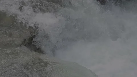 Atlantic salmón (Salmo salar) Vídeo Stock 137315150