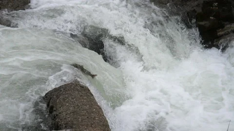 Atlantic salmon (salmo salar) Vídeo Stock 145389334