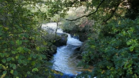 Atlantic Salmon. A Salmon river pass in Scotland   (Salmo salar)   3178P4 Stock Footage 147209143