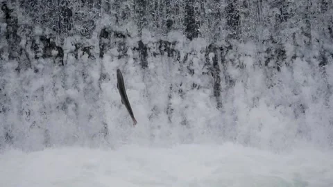 Atlantic salmon Slow motion Vídeo Stock 137081294