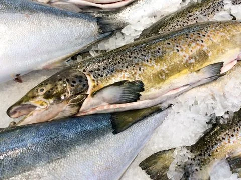 Atlantic salmon spotted Stock Photos