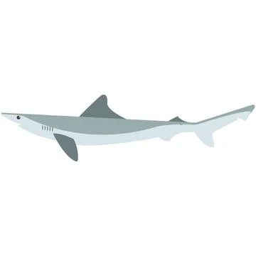 Atlantic sharp nose shark vector illustration on white Stock Illustration