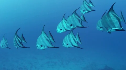 Atlantic Spade fish school Stock Footage 77320908