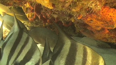 Atlantic spadefish Stock Footage 8560739