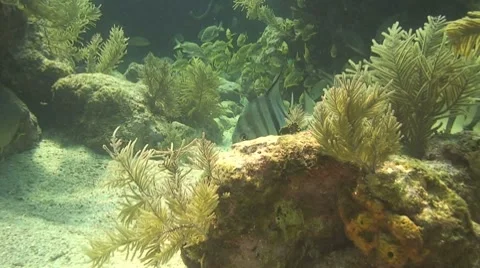 Atlantic Spadefish Stock Footage 8692121