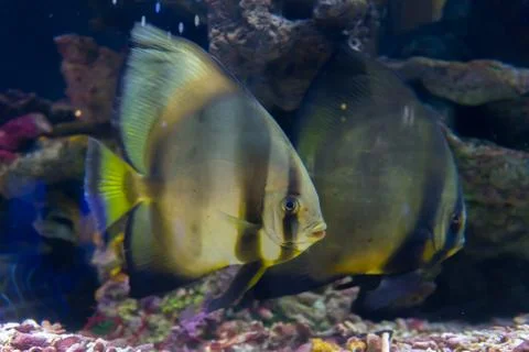 Atlantic spadefish in ocean Stock Photos