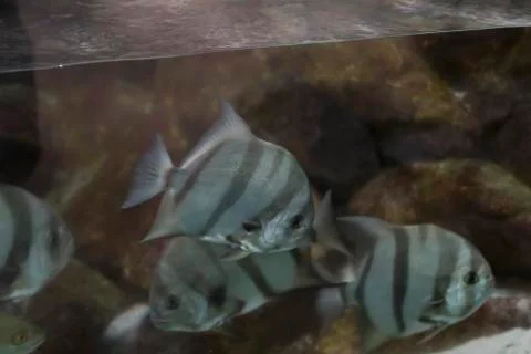 Atlantic Spadefish Stock Photos