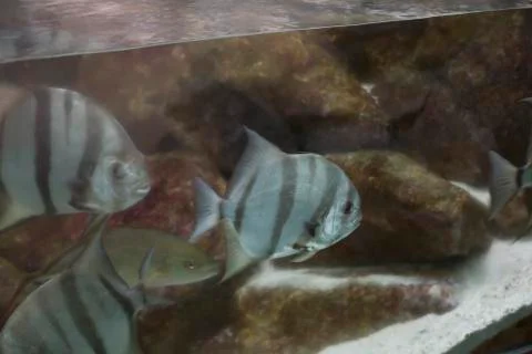 Atlantic Spadefish Foto stock
