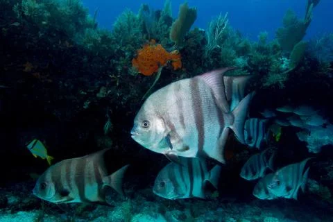Atlantic Spadefish on the Reef Stock Photos