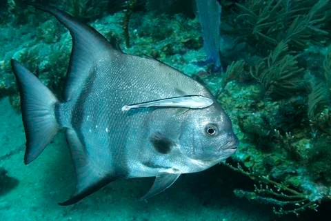 Atlantic spadefish with remora attached Stock Photos