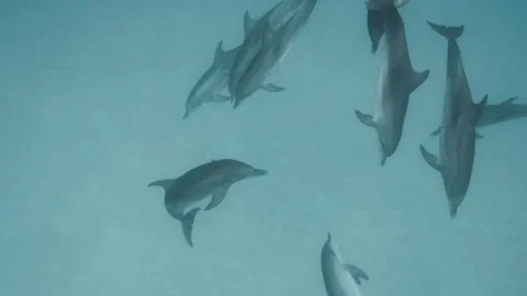 Atlantic Spotted Dolphin play fighting in a spuer pod Stock Footage 299154745