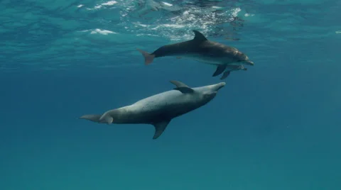 Atlantic Spotted Dolphins Mating Stock Footage 52868526