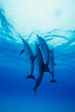 Atlantic spotted dolphins Stock Photos